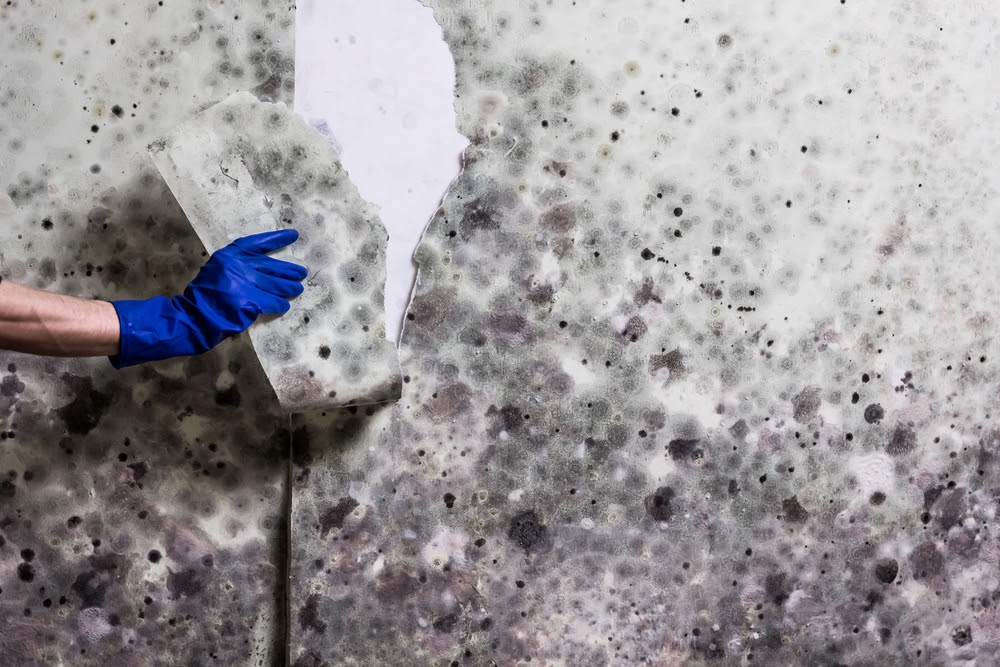 Mold: Implications on your health - Restoration Services in Lexington, KY